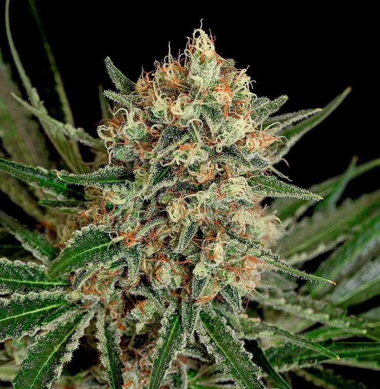 Txerri Bilbo Haze Feminized by Genehtik