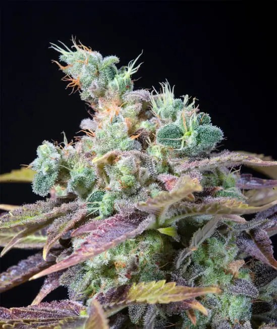 Txomango Feminized by Genehtik