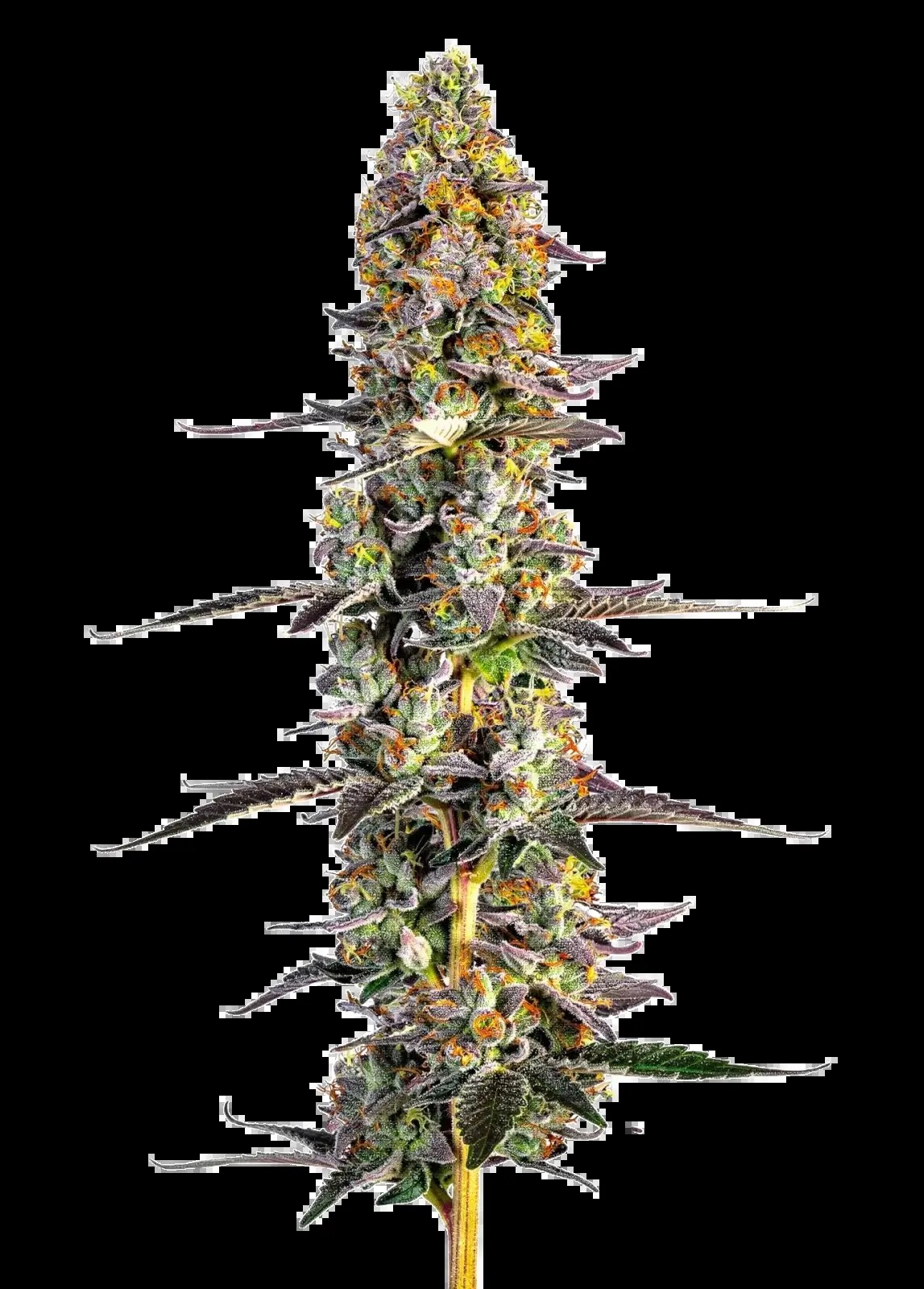 Unicorn Wagyu Autoflower Autoflower by Growers Choice