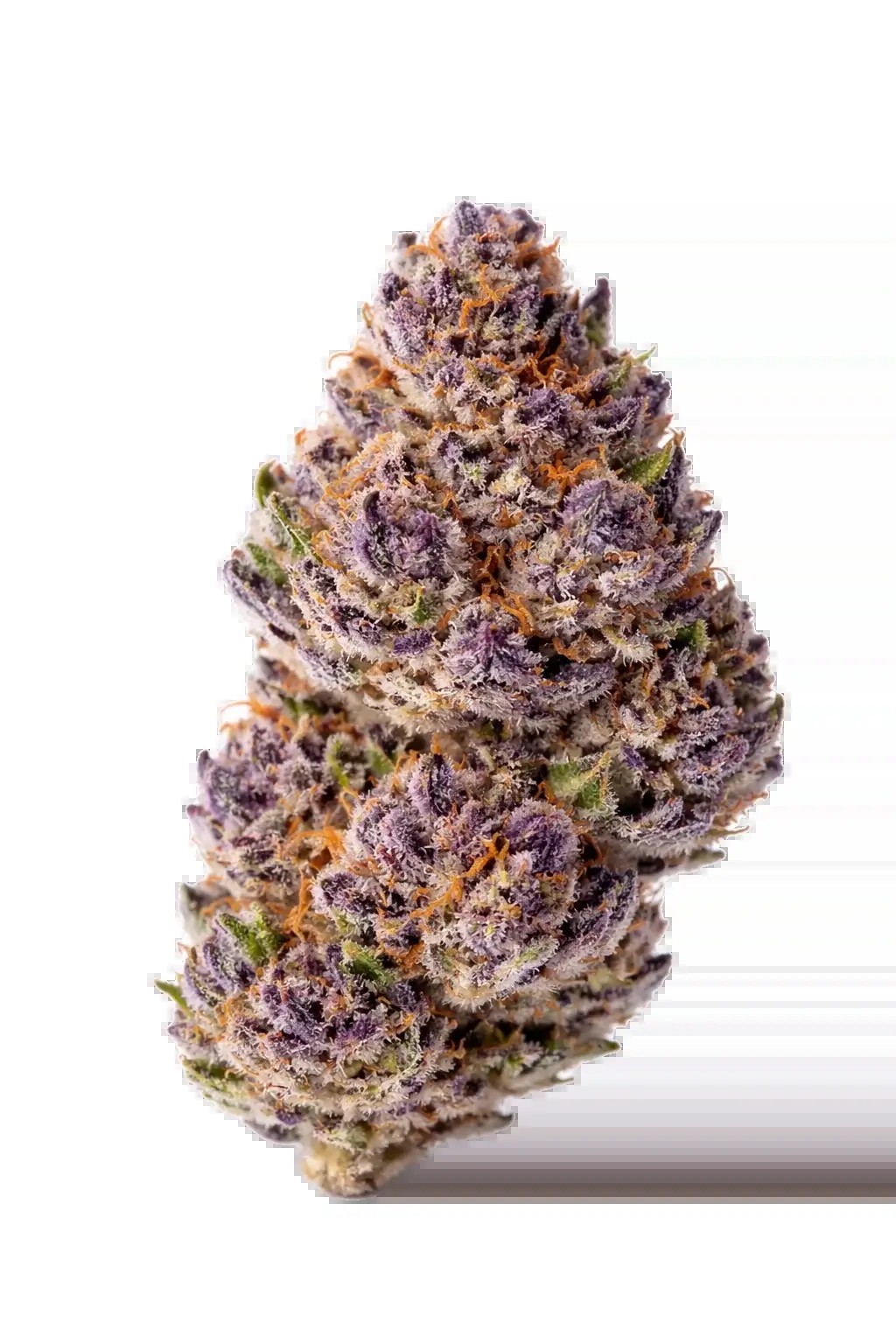 Unicorn Wagyu Feminized by Growers Choice