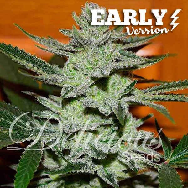 Unknown Kush Early Version Feminized by Delicious Seeds