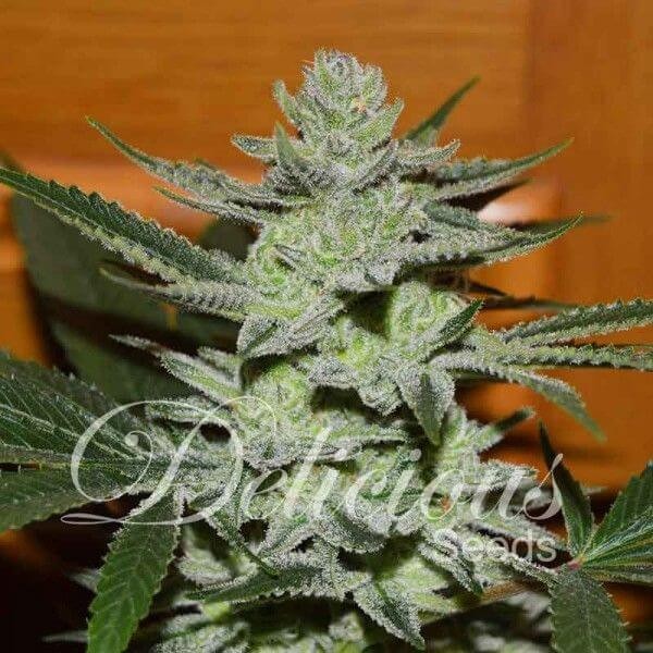 Unknown Kush Feminized by Delicious Seeds