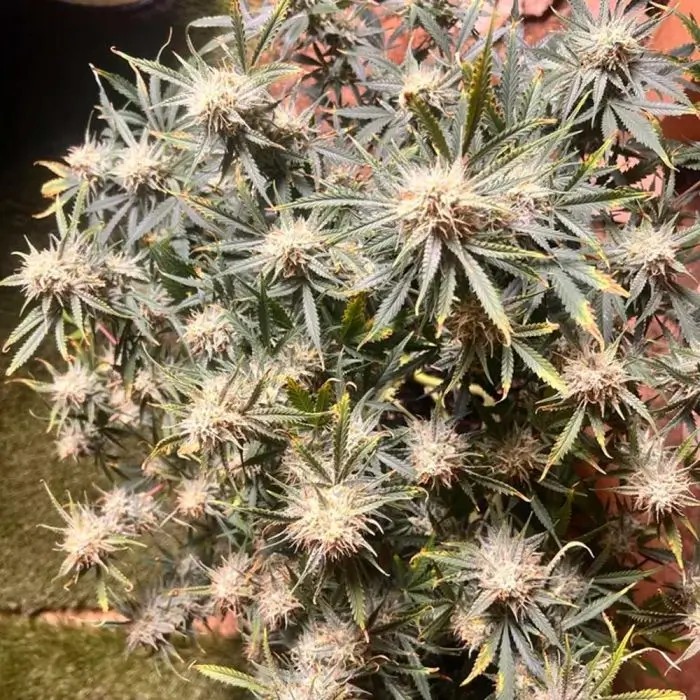 Vanilla Fizz F2 Autoflower by Night Owl Seeds