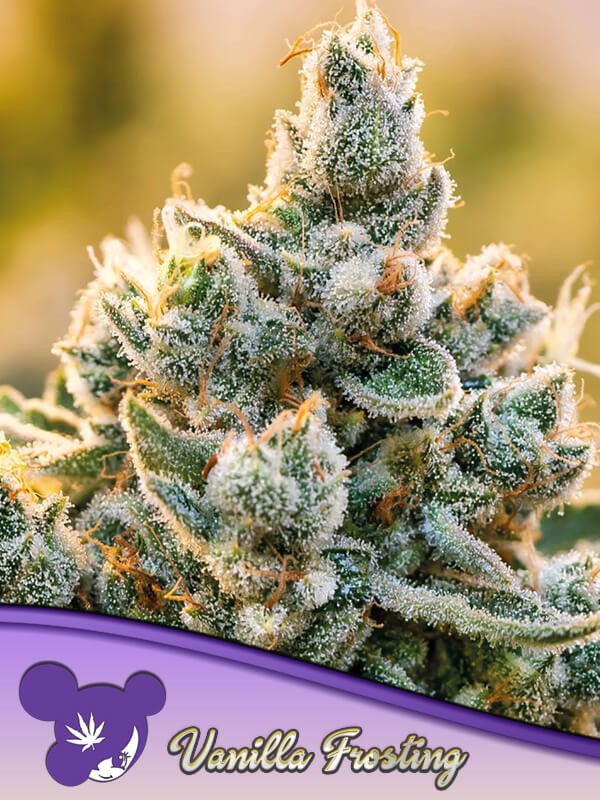Vanilla Frosting Feminized by Anesia Seeds