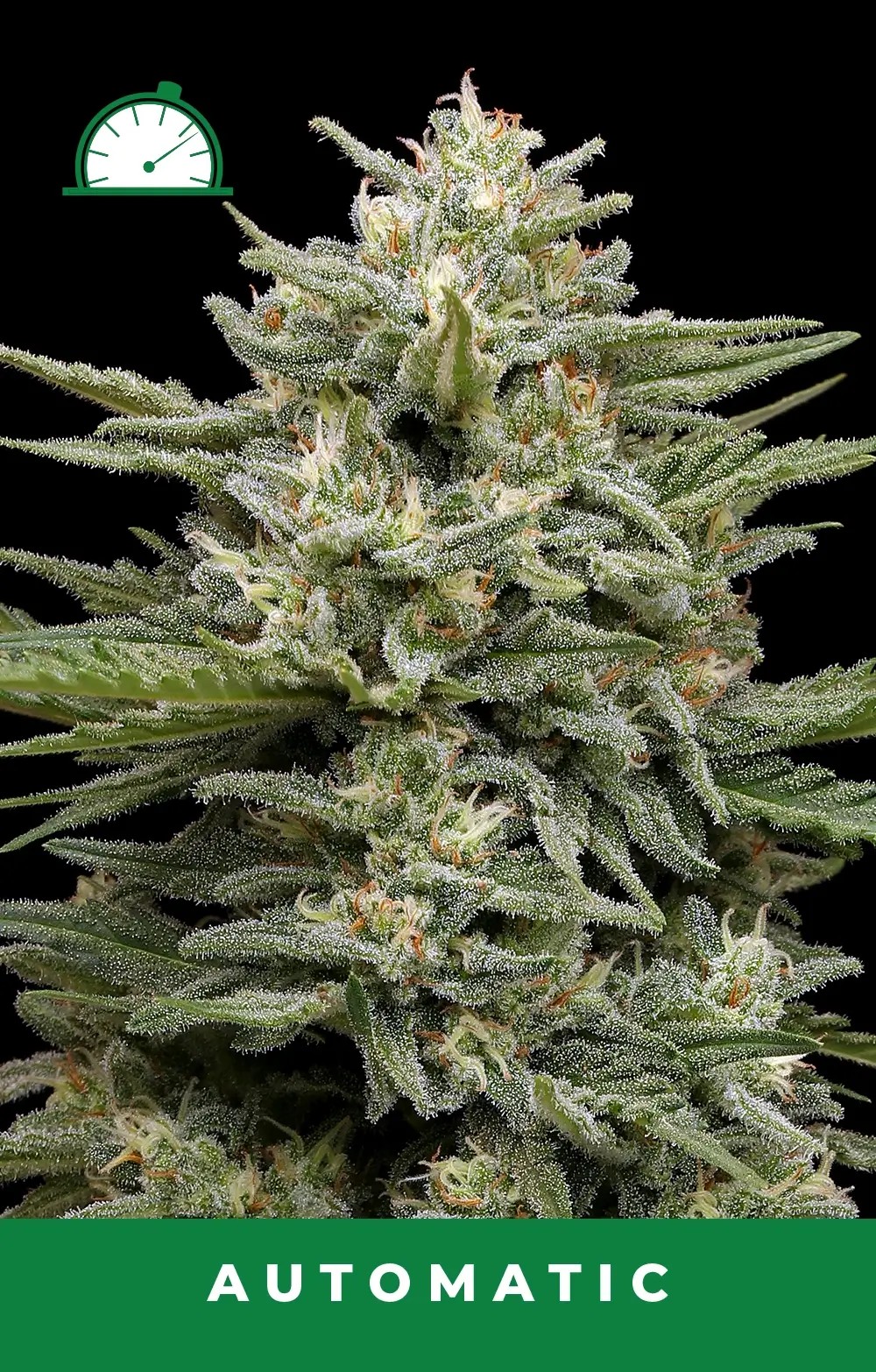 Vanilla Latte Auto Autoflower by Humboldt Seed Company