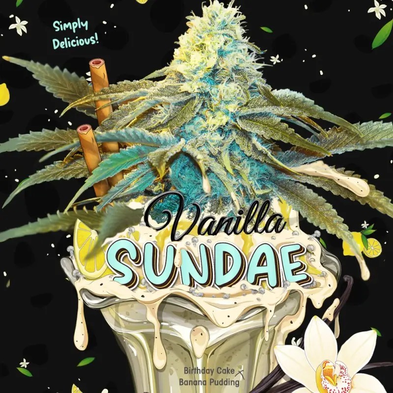 Vanilla Sundae 710 Special Pack Feminized by T.H. Seeds