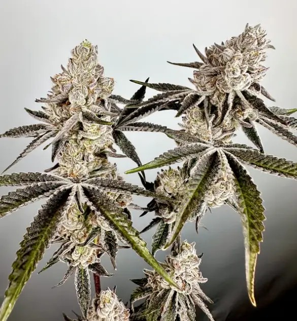 Vapor-Iced Feminized by Exotic Genetix