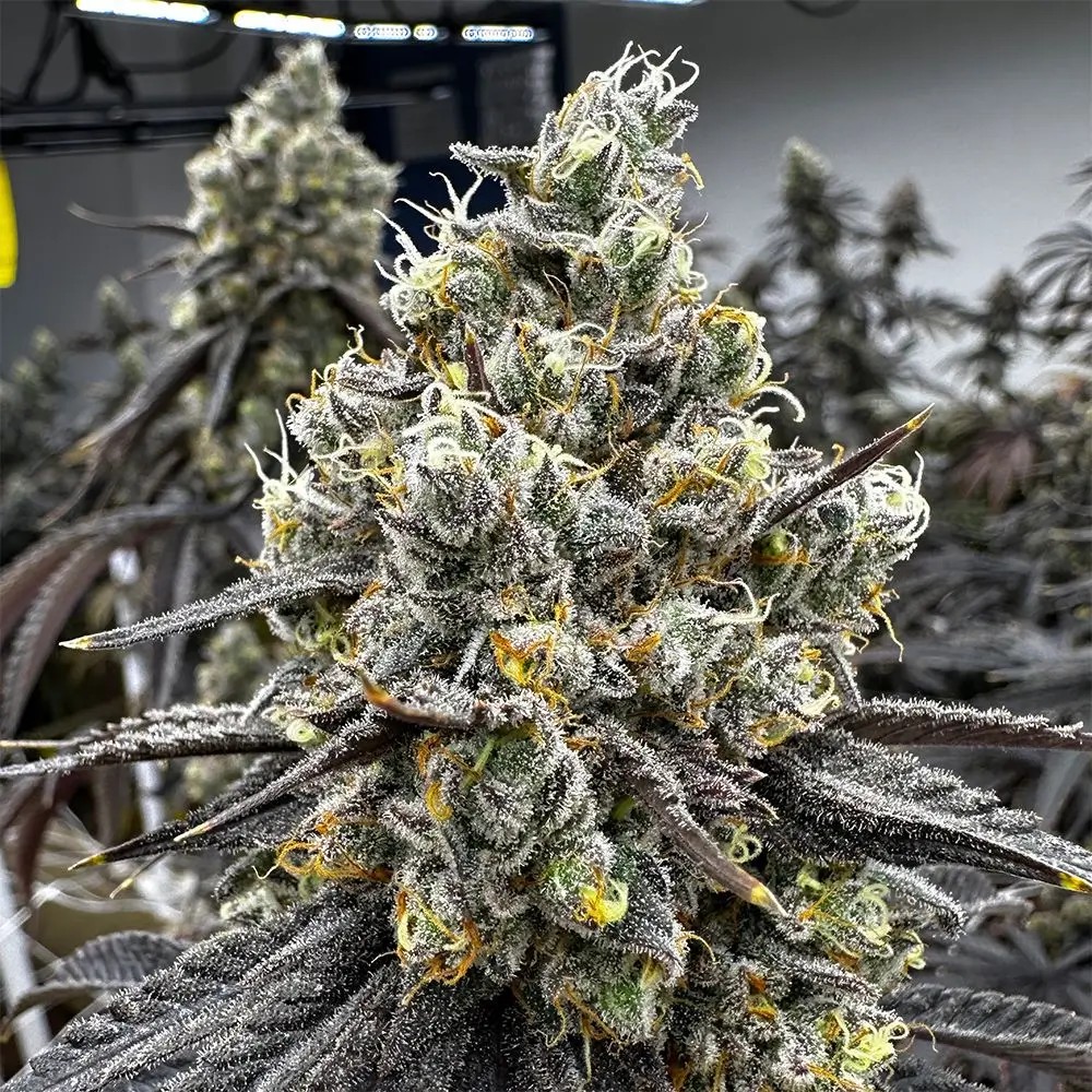 Velvet Kosher Feminized by Old School Genetics