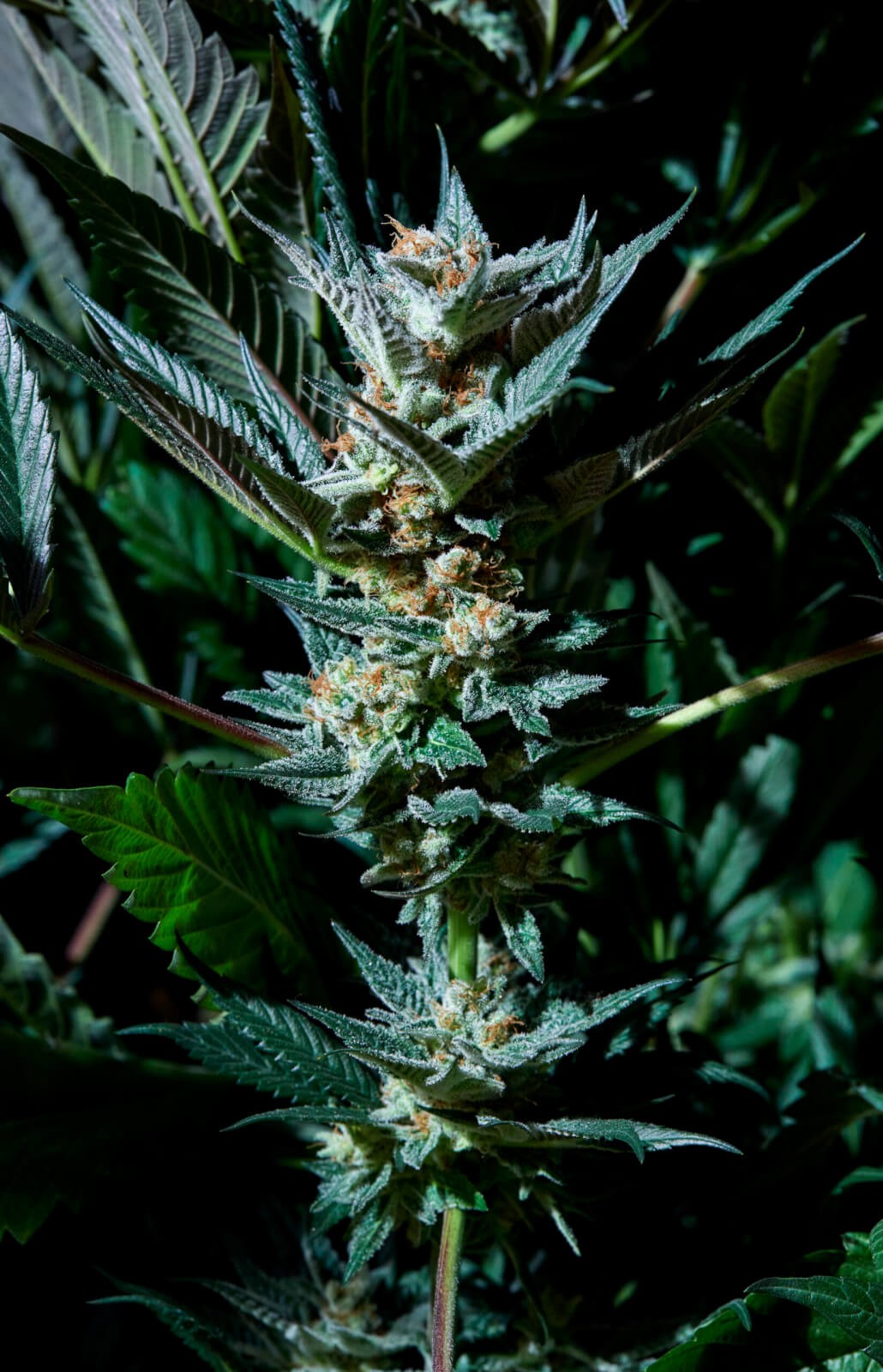 Velvet Lushers Feminized by Purple City Genetics