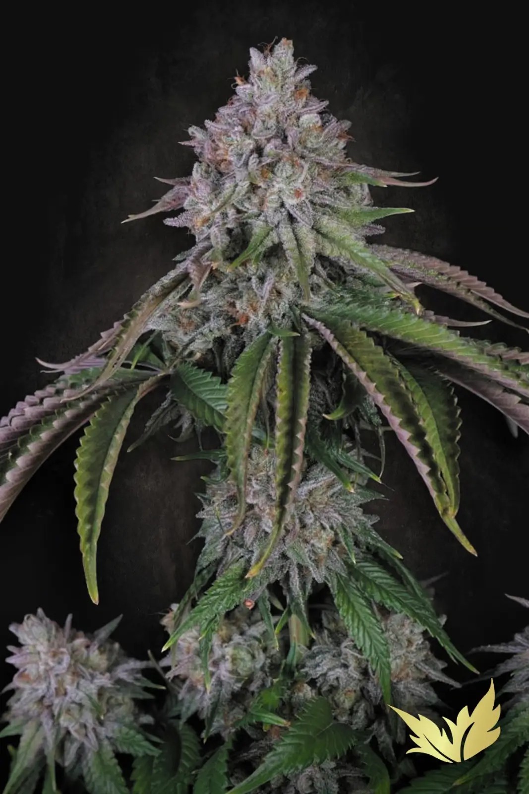 Velvet Mist Feminized by Paradise Seeds