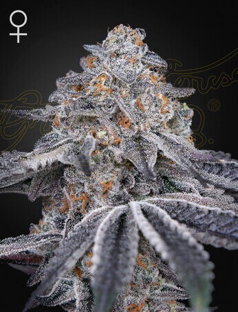 Velvet Moon Feminized by Green House seeds