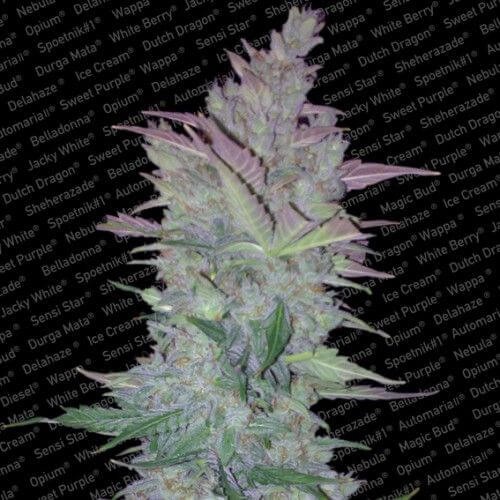 Vertigo Autoflower by Paradise Seeds