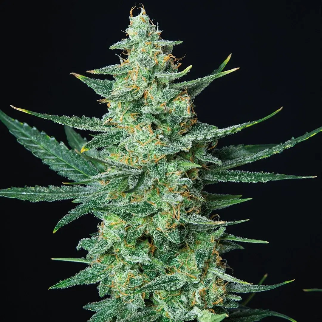 Vesta Autoflower by Buddha Seeds