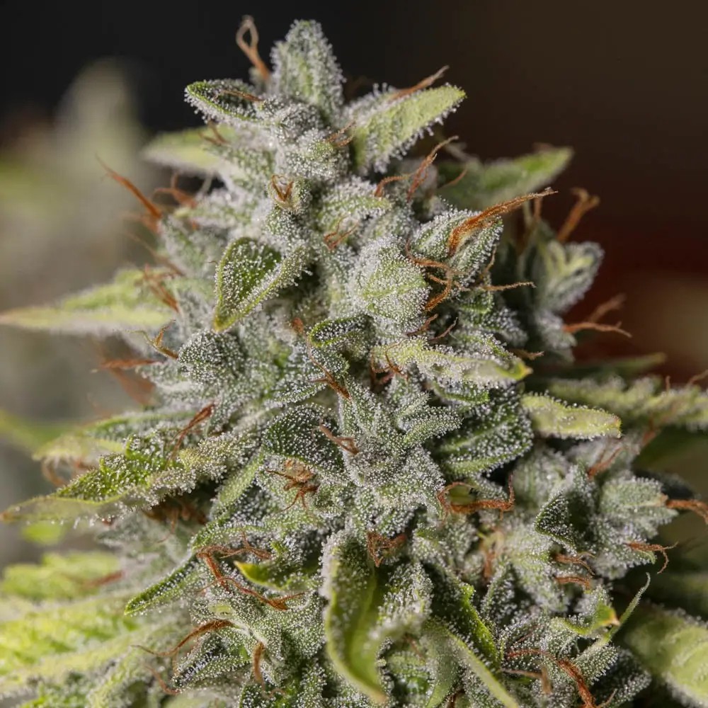 Viejo Toby Feminized by Eva Seeds