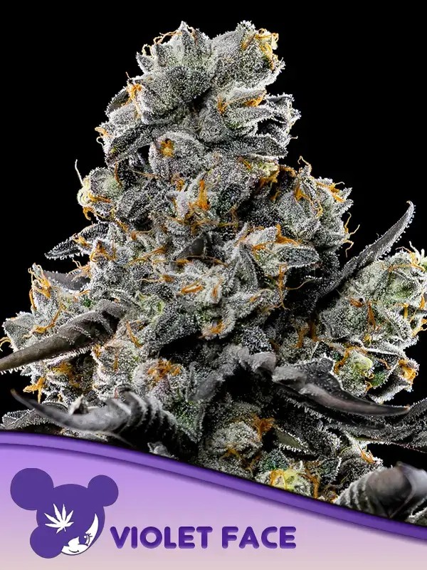 Violet Face Auto Autoflower by Anesia Seeds