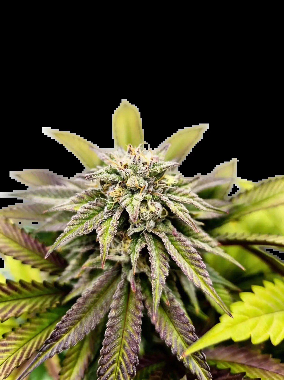 Voltus Z Feminized by The Grateful Seeds