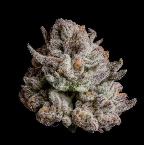 Voodoo Feminized by Wizard Trees