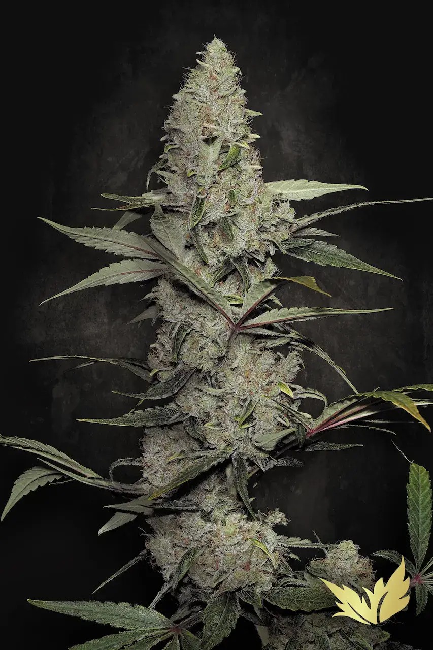 Wappa Feminized by Paradise Seeds