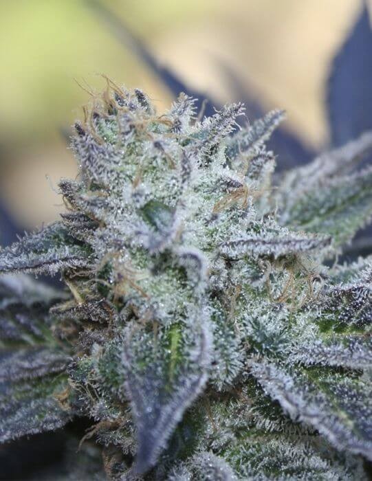 Washing Machine Feminized by Ripper Seeds