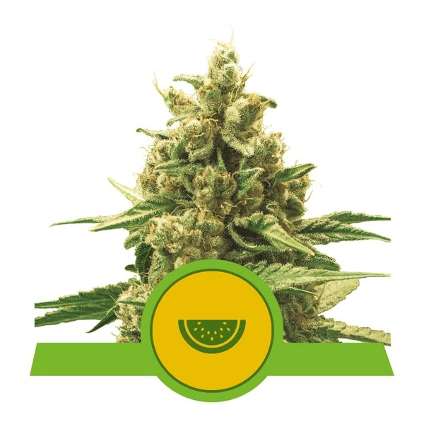 Watermelon Auto Autoflower by Royal Queen Seeds