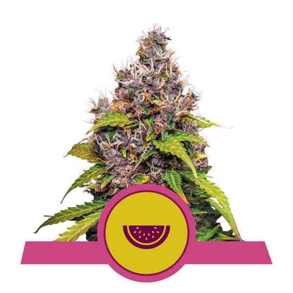 Watermelon Feminized by Royal Queen Seeds