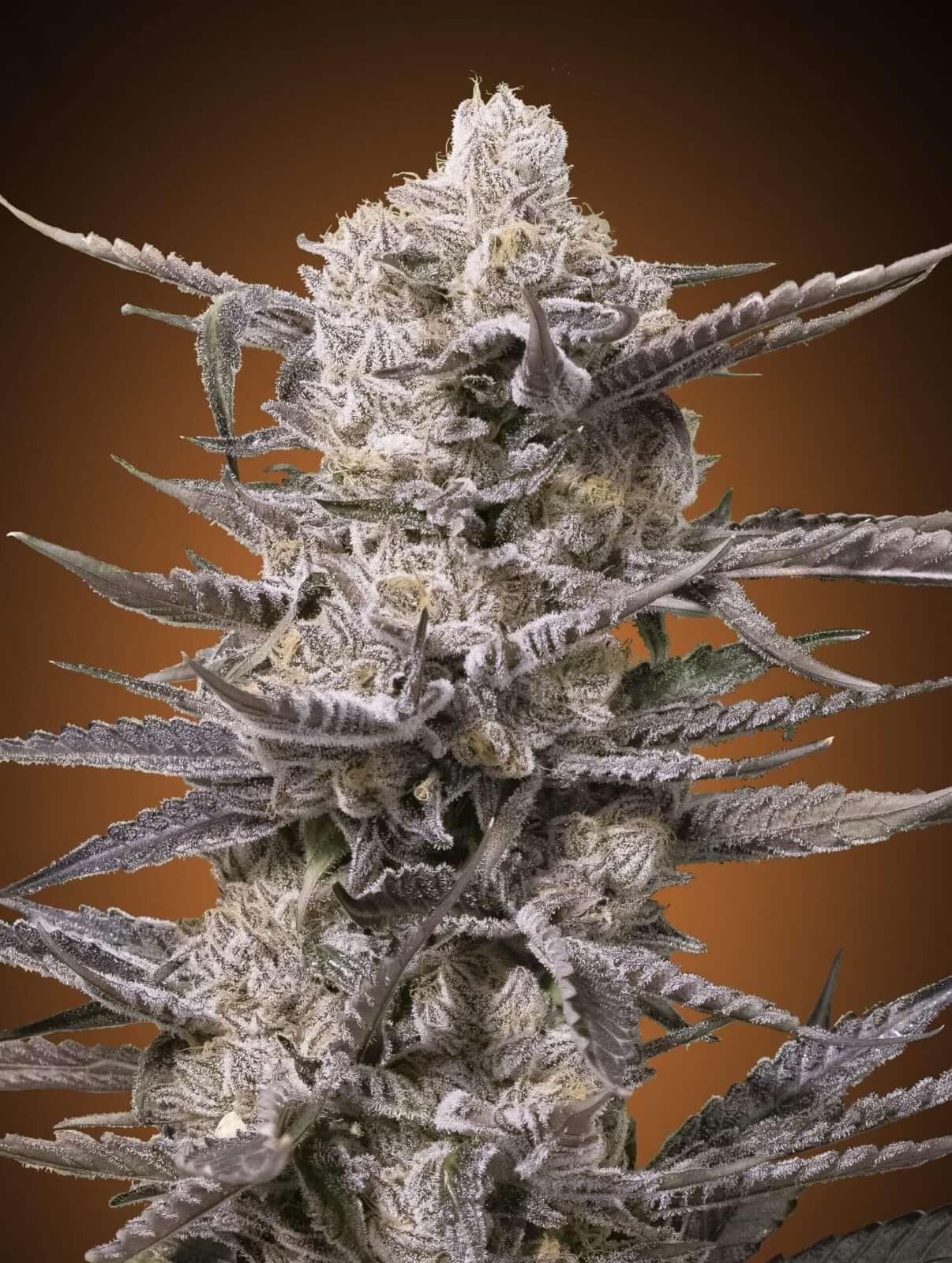 Watermelon OG Feminized by Advanced Seeds