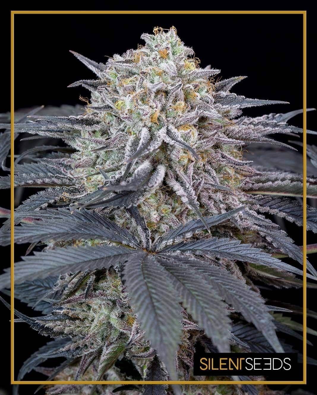 Watermelon Runtz Feminized by Silent Seeds