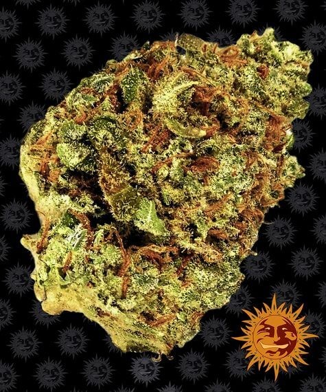 Watermelon Zkittlez Auto Autoflower by Barneys Farm