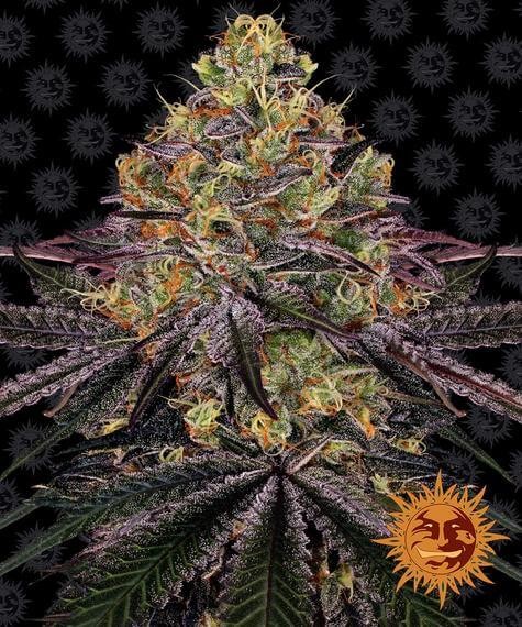 Watermelon Zkittlez Feminized by Barneys Farm