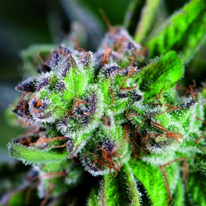 Watermelon Zkittlez Feminized by Pyramid Seeds