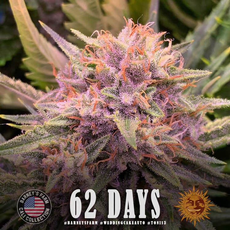 Wedding Cake Auto Autoflower by Barneys Farm