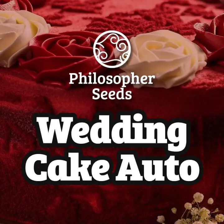 Wedding Cake Auto Autoflower by Philosopher Seeds