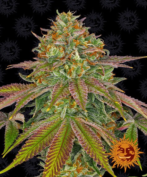 Wedding Cake Feminized by Barneys Farm