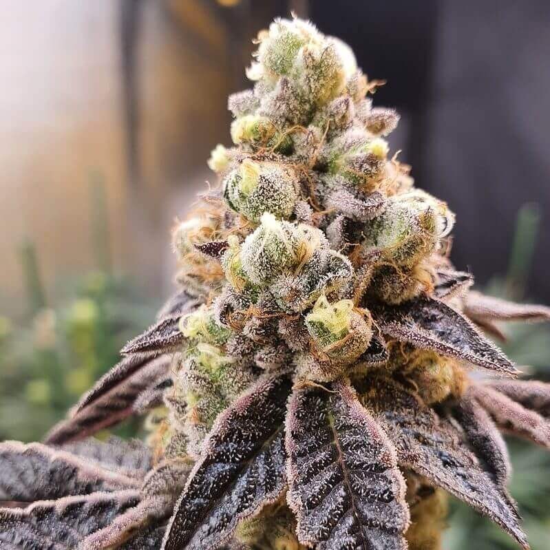 Wedding Cake Feminized by Paisa Seeds