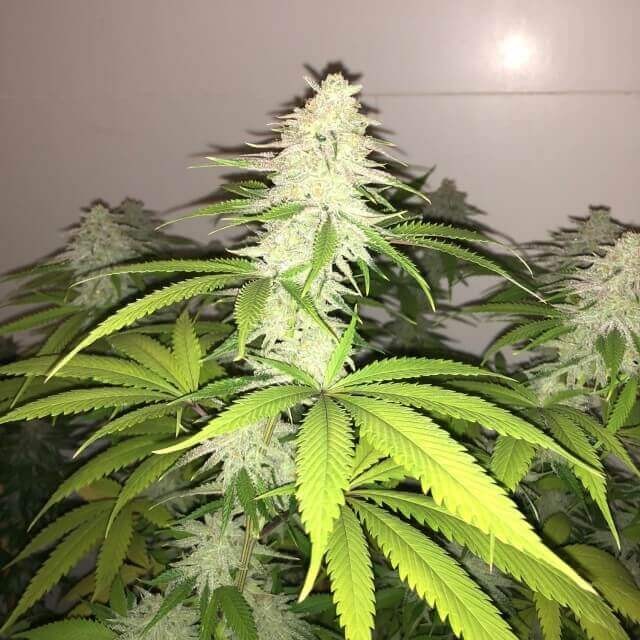 Wedding Cake S1 Feminized by Pheno Finder Seeds