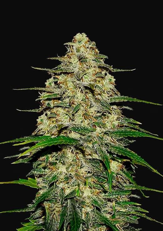 Wedding Cheesecake Auto Autoflower by Fast Buds
