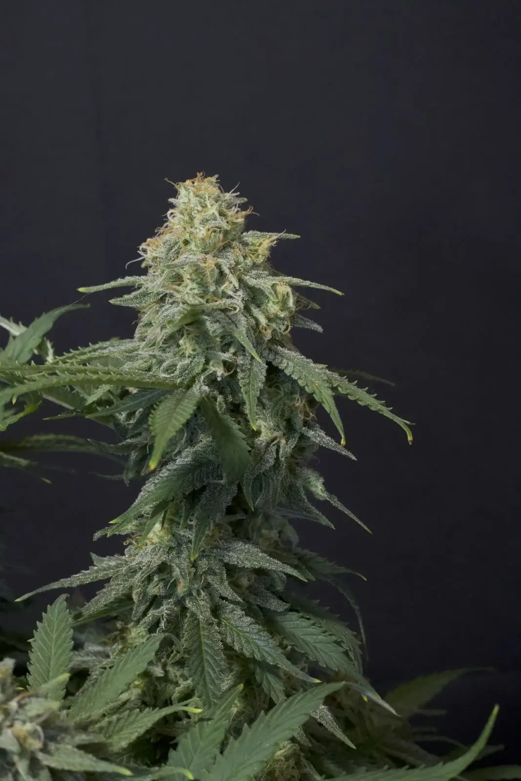 Wedding Cheesecake FF Feminized by Fast Buds