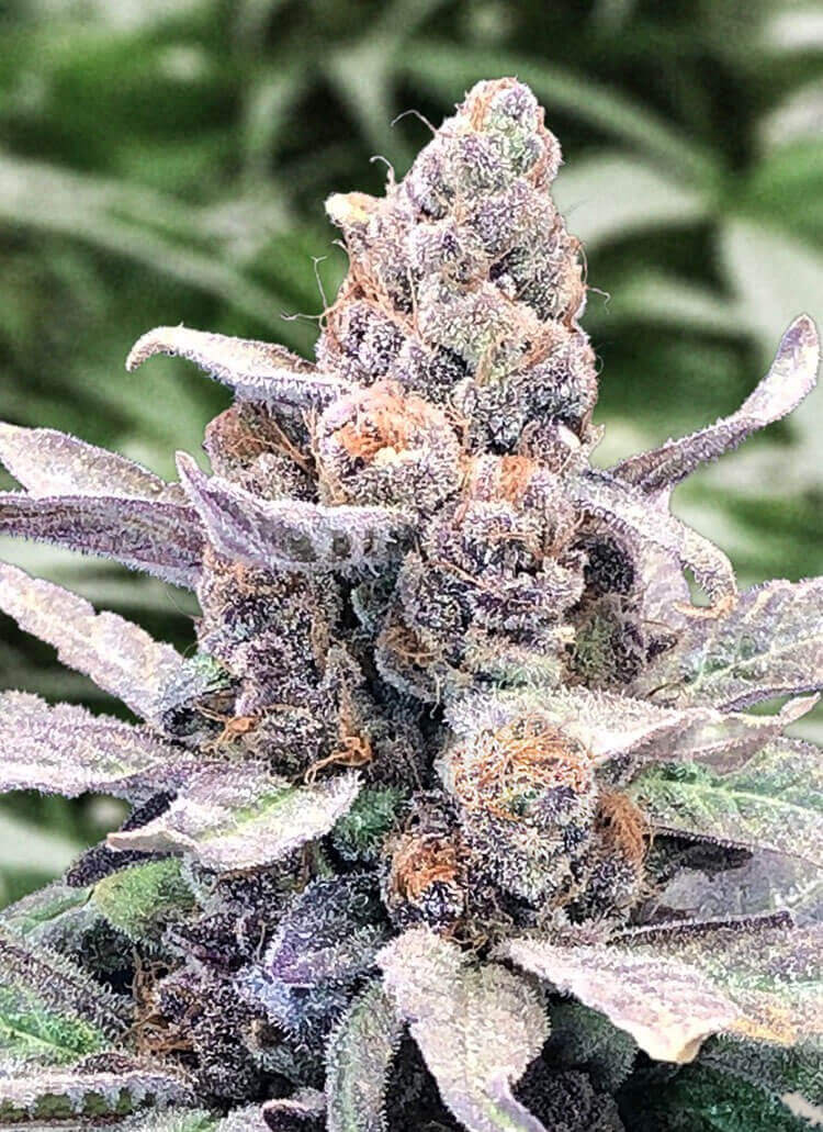 Wedding Crasher Auto Autoflower by High Speed Buds