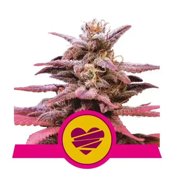 Wedding Crasher Feminized by Royal Queen Seeds