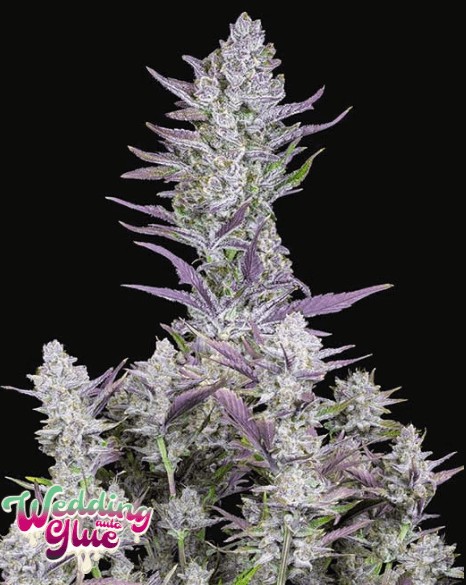 Wedding Glue Auto Autoflower by Fast Buds