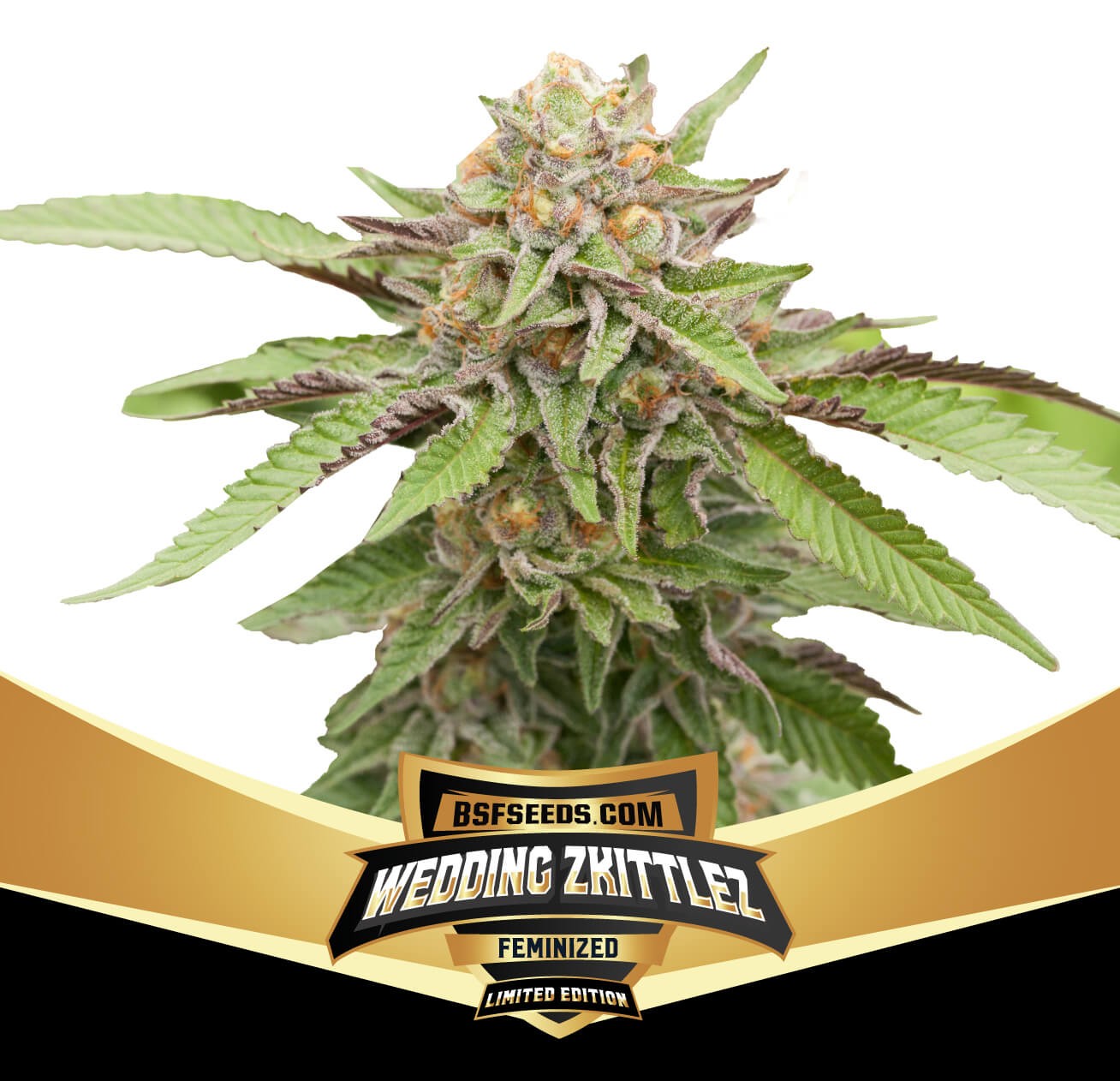 Wedding Zkittlez Feminized by BSF Seeds
