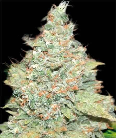 Wembley Feminized by Pyramid Seeds