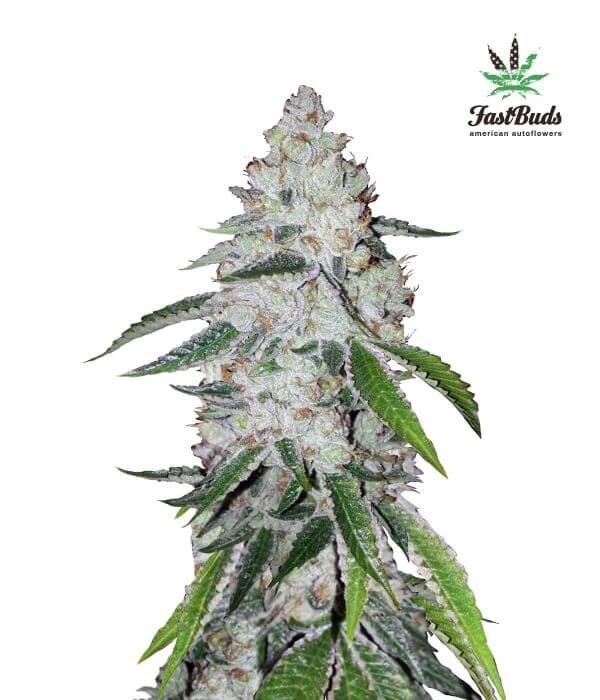 West Coast OG Autoflower by Fast Buds