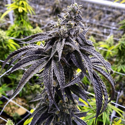 Wet Betty Feminized by Exotic Genetix