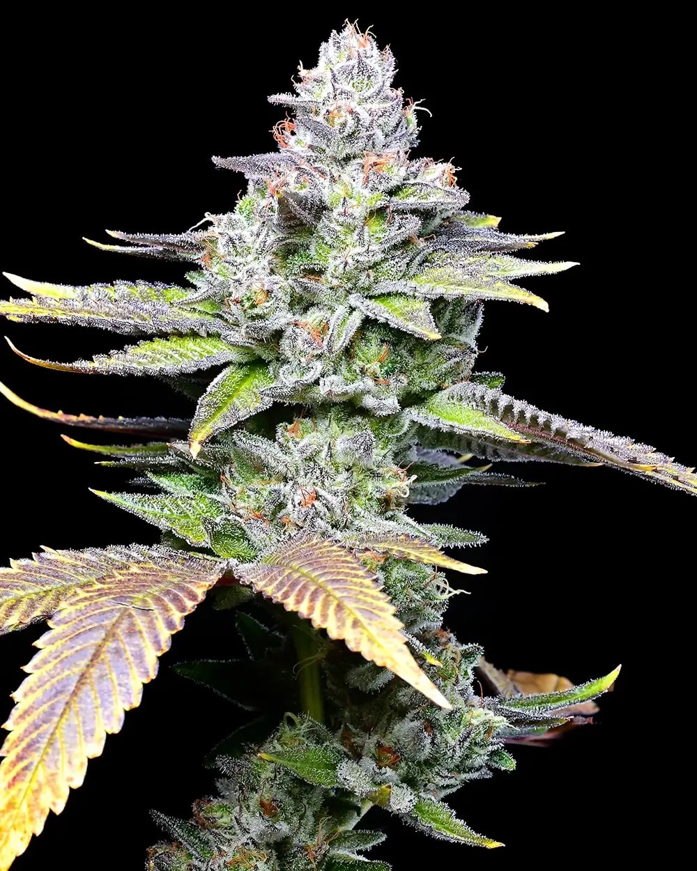 Wet Wet Feminized by Cookies Seed Bank