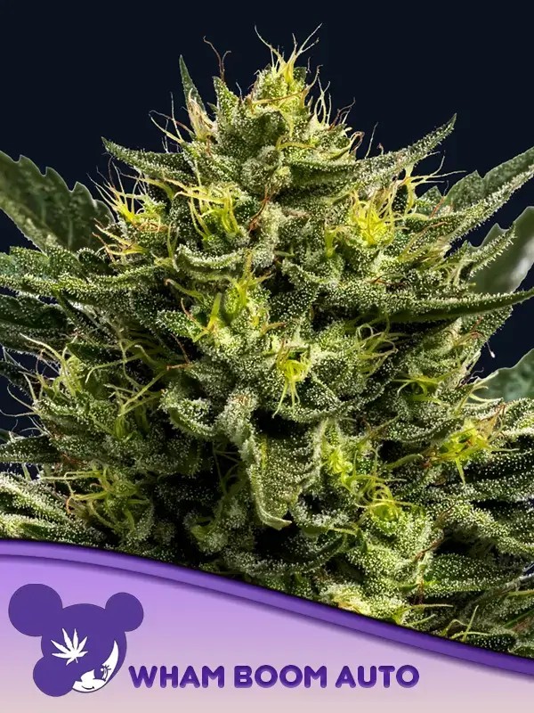 Wham Boom Auto Autoflower by Anesia Seeds