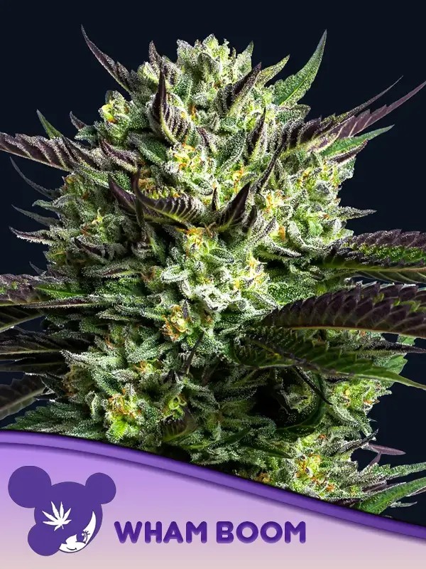 Wham Boom Feminized by Anesia Seeds