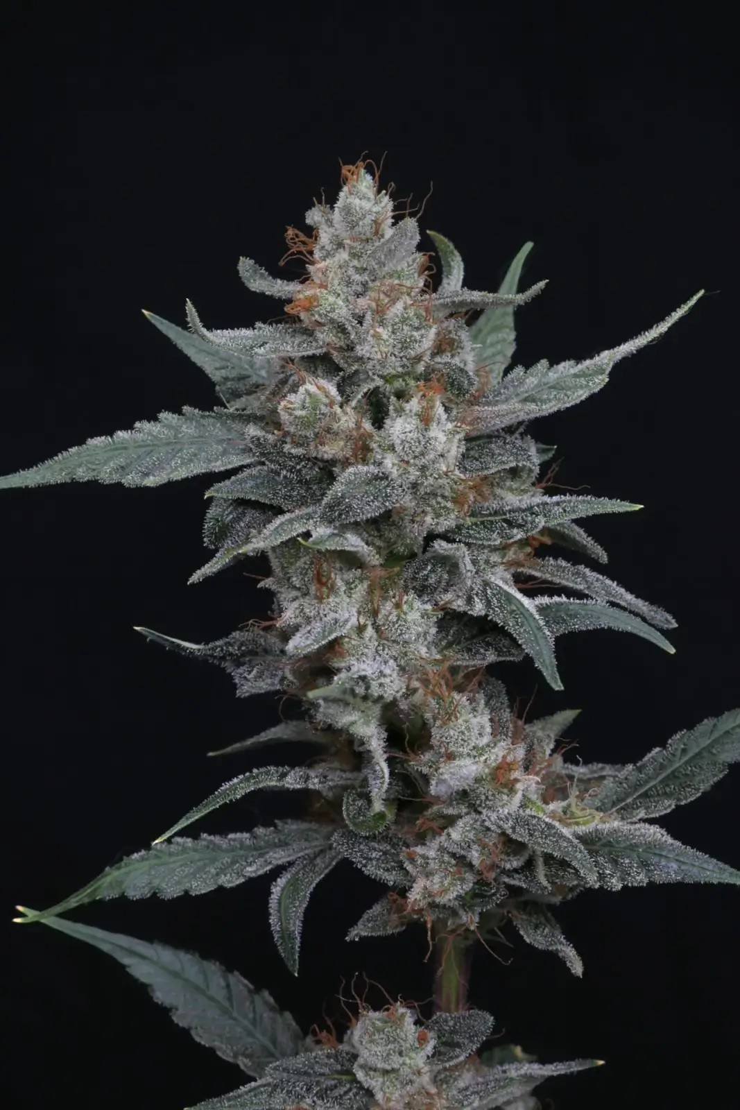 Whipped Runtz Auto Autoflower by Pure Instinto