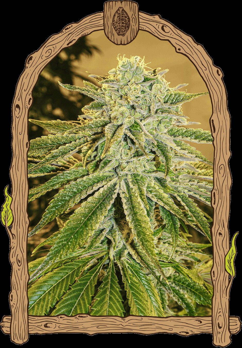 White Banana Auto Autoflower by Exotic Seed