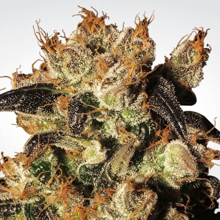 White Berry Feminized by Paradise Seeds